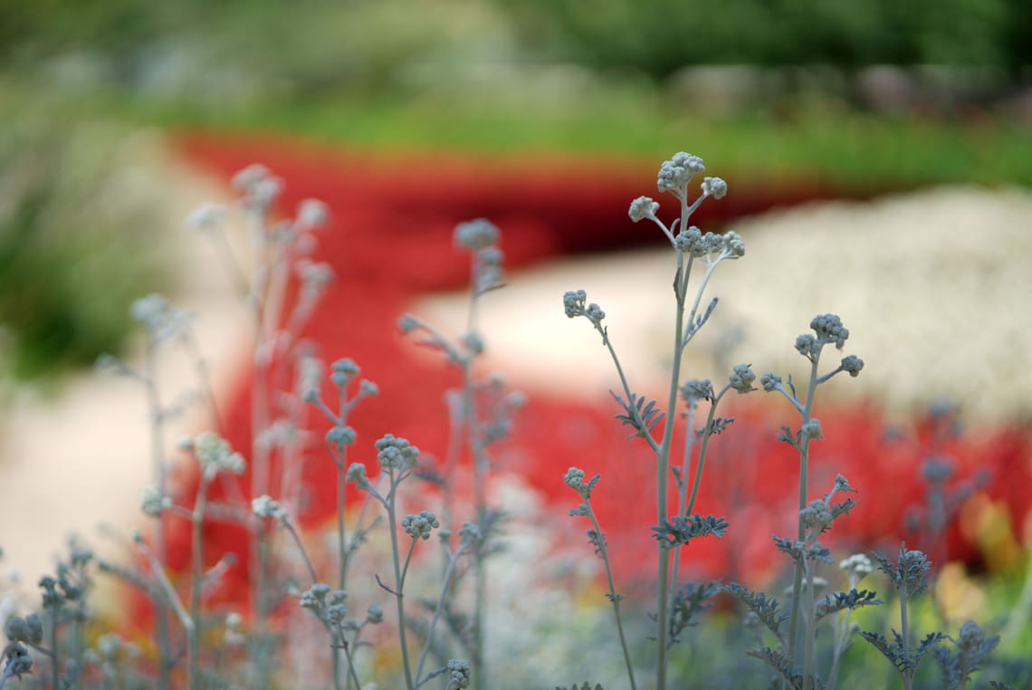 Flores Complementarias