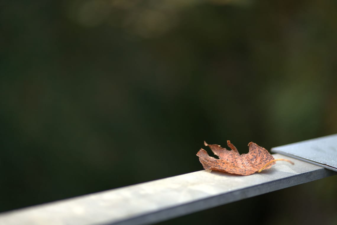 Leaf
