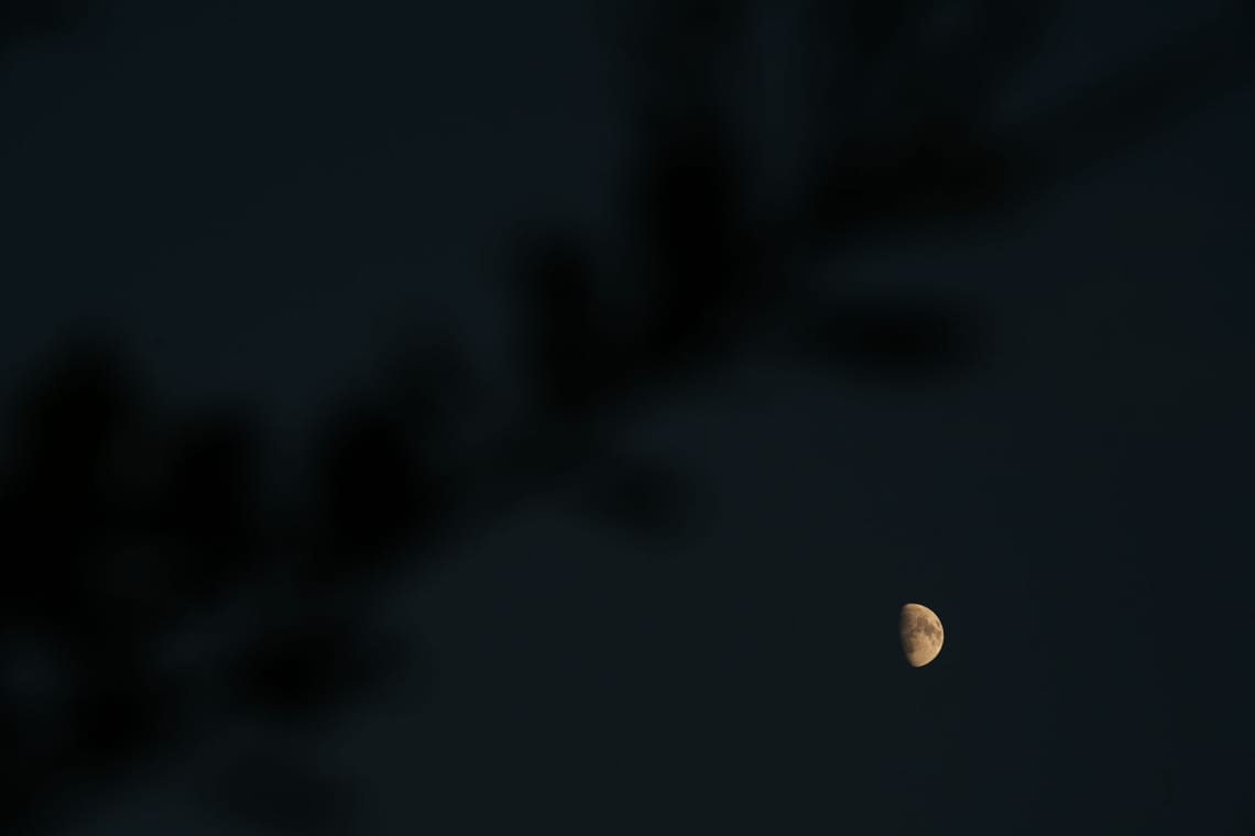 Lune cachée derrière le chêne