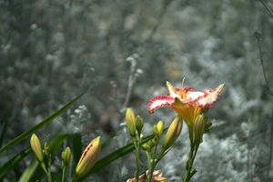 Málaga - Jardín Botánico Histórico