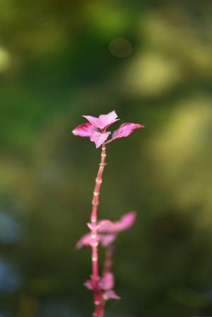 Málaga - Jardín Botánico Histórico - Detail