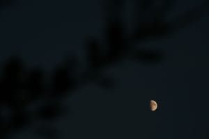 Lune cachée derrière le chêne